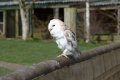 Hawk_Conservancy 050